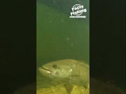 Smallmouth Bass eats a Crawfish! #shorts