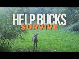 Help Your Bucks Survive