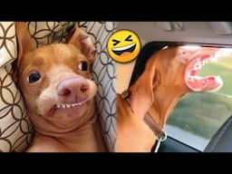 Funny DOGS and Puppies & Puppy Videos 🐶 TikTok Compilation 2023 | JoysPets