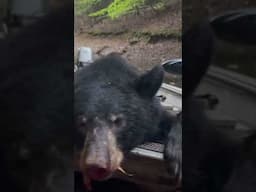 Black bear hunting