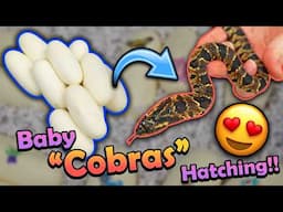 Baby False Water Cobras Hatching!!