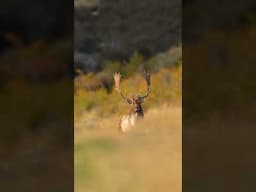 Beautiful fallow deer hunting in New Zealand