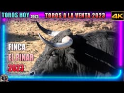 FINCA EL PINAR 2023 toros venta