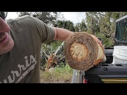 "A Swamp Survival Feast-Cooking Palm Tree & Wild Pigeon!"