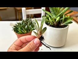 Propagating Succulents By Offsets | So Easy!