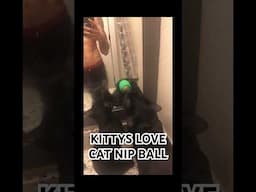 KITTY LOVES CATNIP! #cat #blackcat #catnip #catvideo #cats