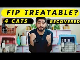 Feline Coronavirus (FIP) in Cats: Can Your Cat Survive?  // اردو / हिंदी