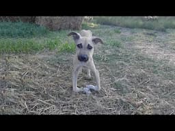 Disabled Puppy Kneeling and Begging for Help From Passersby After Being Dumped on The Street