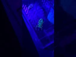 Her first time seeing a ‘Glowing’ Scorpion IN THE DARK  !!! 🦂