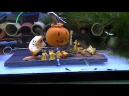 Can You Feed Pumpkin to Your Aquarium Fish? How to Dehydrate Raw Pumpkin for Plecos and Shrimp