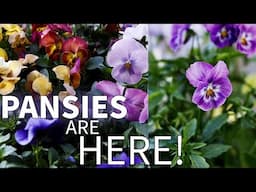 Planting Pansy Seeds | Planting up a Pansy Winter Planter