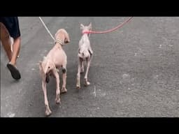 Two Puppies Rescued From a 'Dog Farm' Always Stick Together, Showing the Miracle of Friendship...