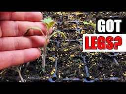 No More Leggy Seedlings - Garden Quickie Episode 230