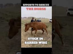 Rescue horse trapped in barbed wire fence #horse #rescuehorse #shorts