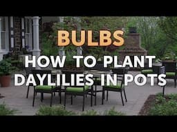 How to Plant Daylilies in Pots