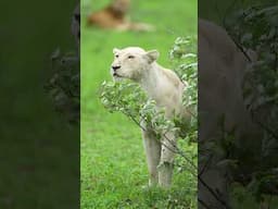 SUPER rare White lioness in the Kruger Park South Africa