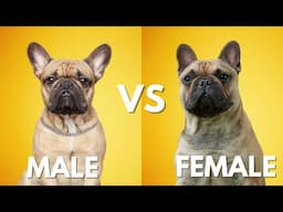 Male Vs Female French Bulldog: 10 Differences Between Them