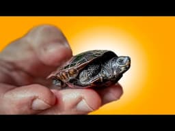 Garden State Tortoise Presents the World’s Most Unique Turtles!