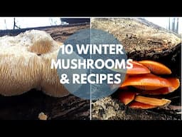 Wild Mushroom Foraging, Identification and Cooking 常见野生菌十种