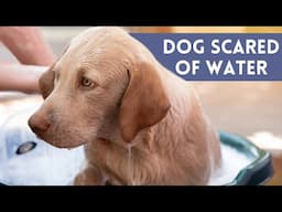 How To BATHE A Dog Who's SCARED Of Water - Tips and Tricks