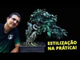 ESTILIZAÇÃO DE BONSAI NA PRÁTICA!!!