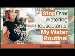 Houseplant Watering Routine (Tips To Water Your Indoor Plants & Avoid Over Watering)