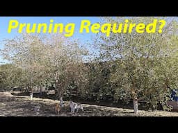 Do You HAVE to Prune Fruit Trees? + Q&A  | The Desert Farmer Podcast -  Episode 42