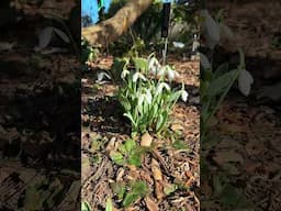 Galanthus elwesii 'Mount Everest', the giant snowdrop #winterflowers #plants