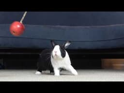 Rabbit vs Apple on a string