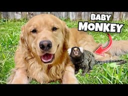 MY DOG IS BEST FRIENDS WITH A BABY MONKEY !!!