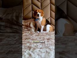 A Beagle's True Potential