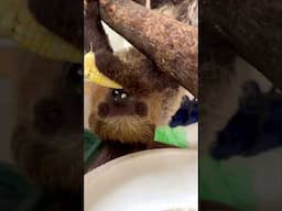 Sloth Eating Corn on the Cob - Cincinnati Zoo #shorts