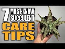 7 Succulent Care Tips That You Need to Know - Houseplant Care