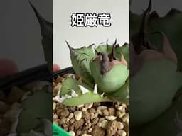 アガベ チタノタ 姫厳竜 Agave titanota Dwarf