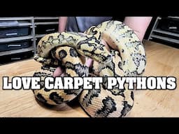 Scared of a CARPET PYTHON???  Nah......no reason for that!