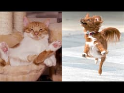 😅 Funniest 🐶 Dogs And Cutest 😽 Cats - Awesome Funny Pets