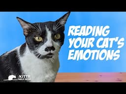 Reading Your Cat's Emotions