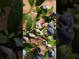 This is One of Our Secrets to Growing Blueberries #shorts #gardening #tips #foryou #garden