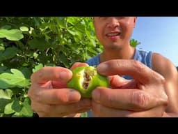 First Fig of the summer Desert King Virginia Zone 7