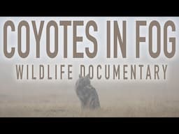 Coyotes in INSANE FOG + RAIN! | A Wildlife Photography Documentary