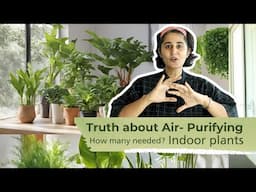 How Many Plants Do You Really Need to purify air   Indoors?