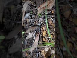 Australian Legless Lizard! How Bizarre