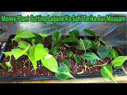 Money Plant Cutting Lagane Ka Tarika Aur Sahi Mousam: Full Guide