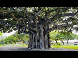 Most Beautiful Banyan Tree in Ford Island, Hawaii USA | Cali Que Em