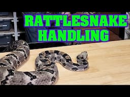 Just a little Rattlesnake handling, with my favorite snake!