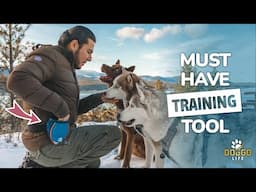 My SECRET Training Tool For Dogs + DOG TRAINING TIPS