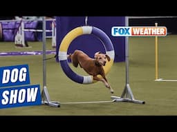 149th Annual Westminster Kennel Club Dog Show Gets Underway In New York City