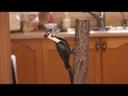 The Woodpecker EP 326 - A woodpecker for Renée