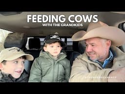 Grandkids helping Pappy #cows #ranch #grandkids