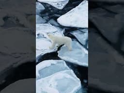 Polar Bear Stands Up #polarbear #filmmaking